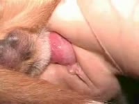 Dog fucking the pussy of a nasty bitch